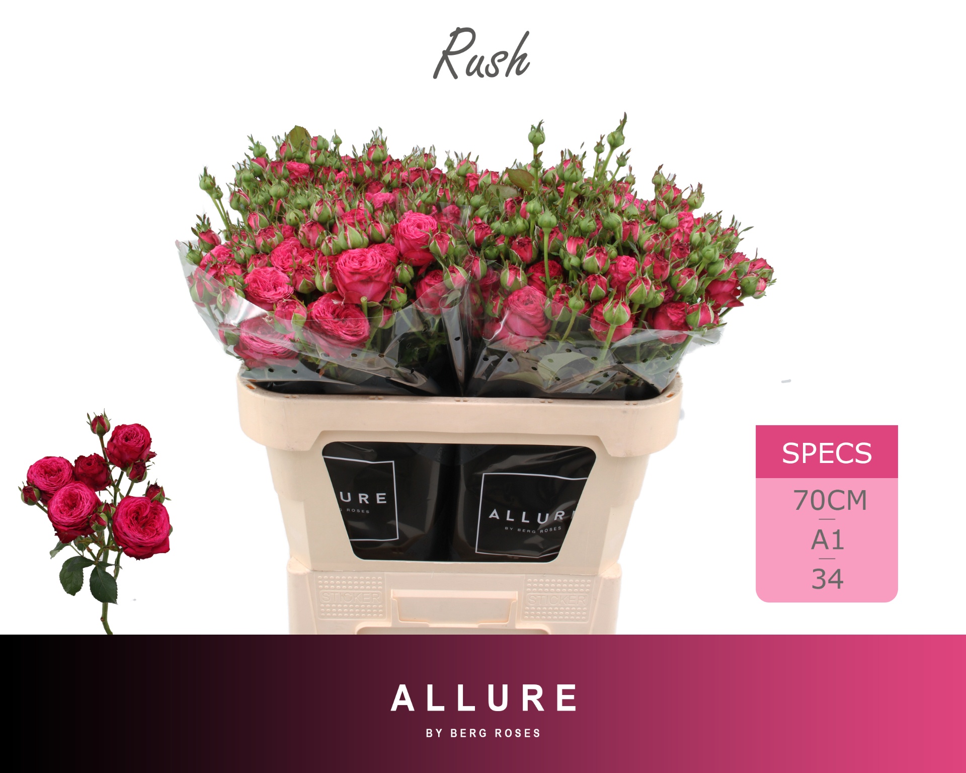 Rosa Spray Rush 70cm