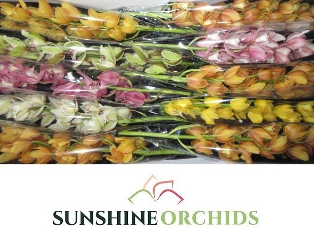 Cymbidium Asst Mini 60cm
