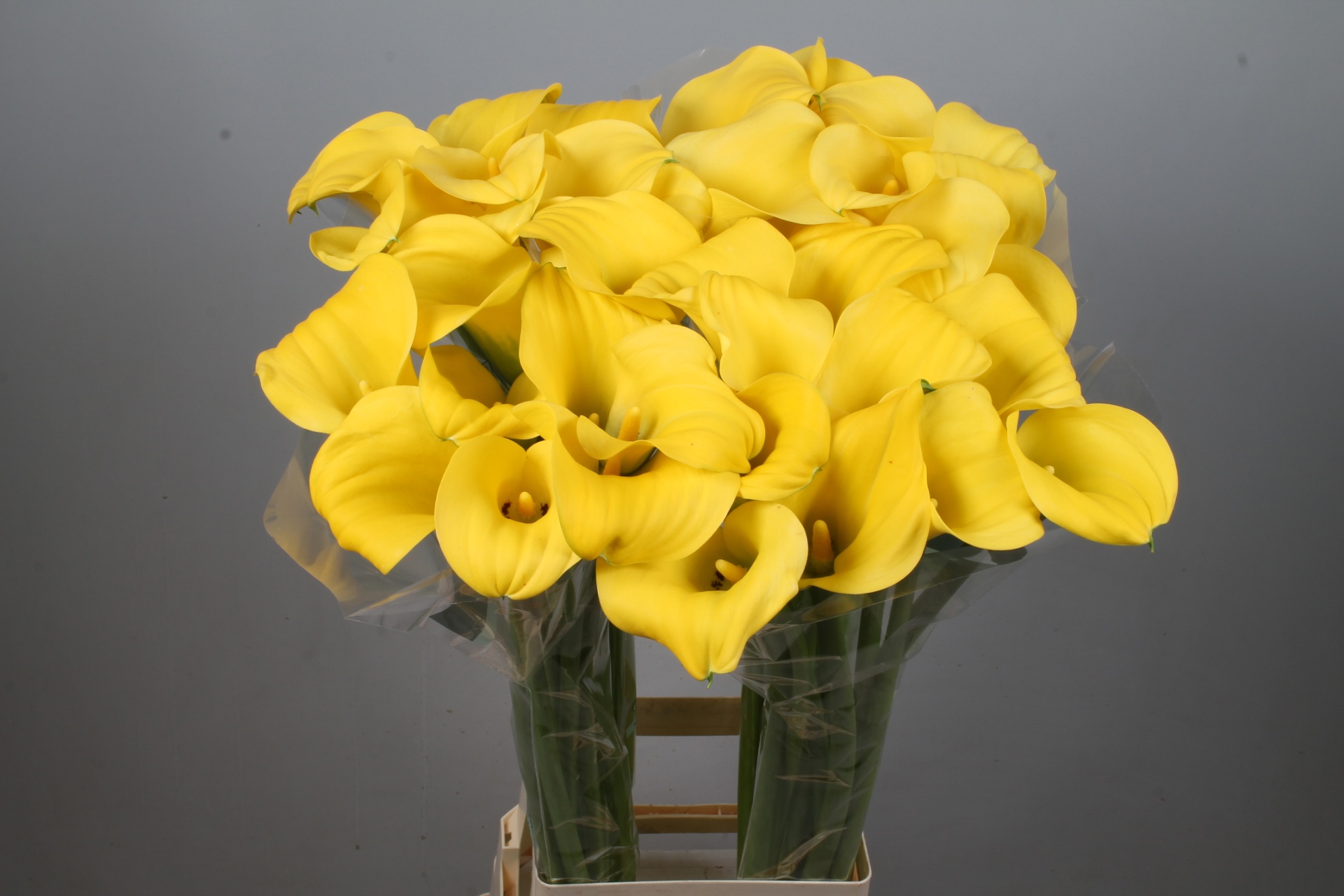 Calla Goldcup 90cm