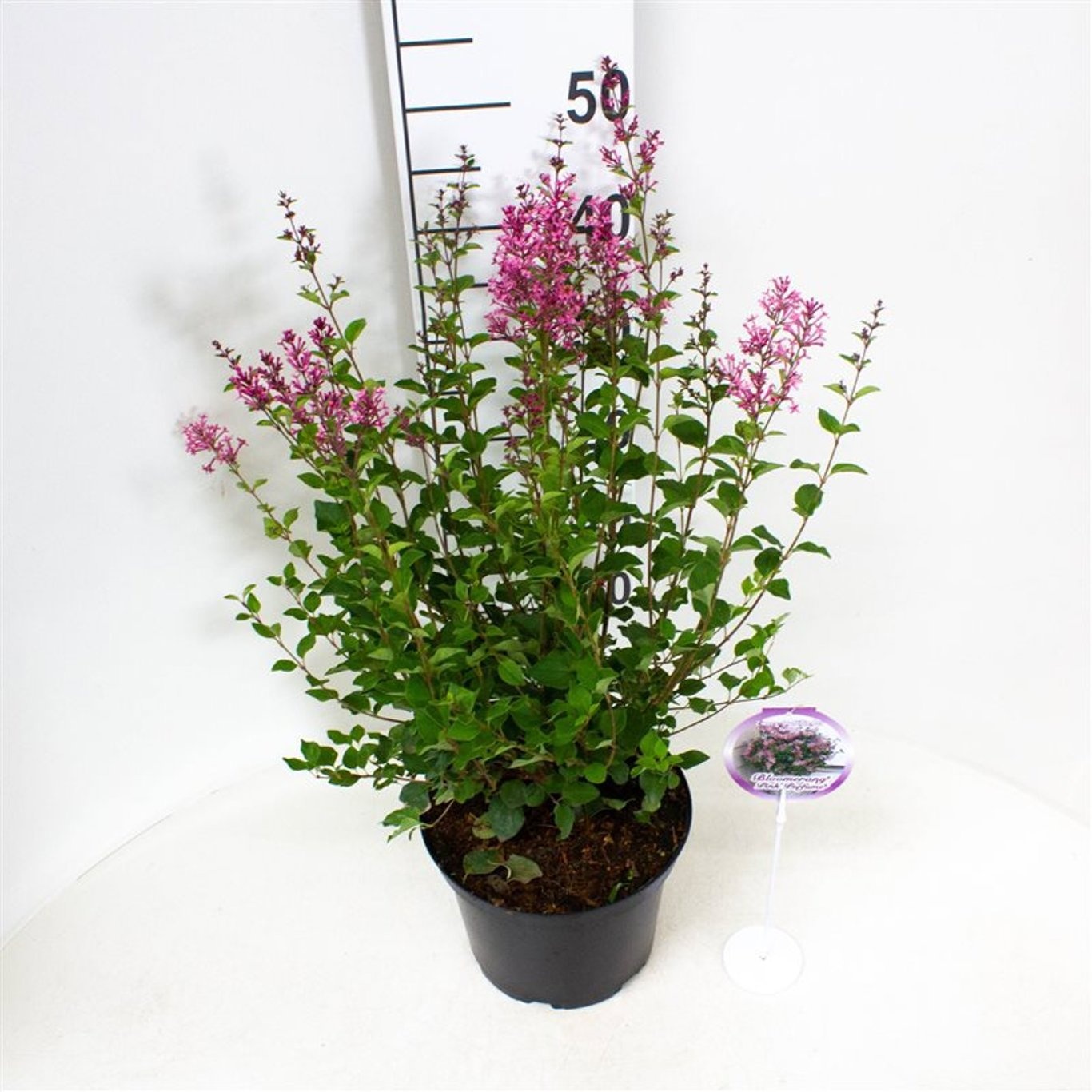Syringa Bloomerang® Pink Perfume ('Pink Perfume')