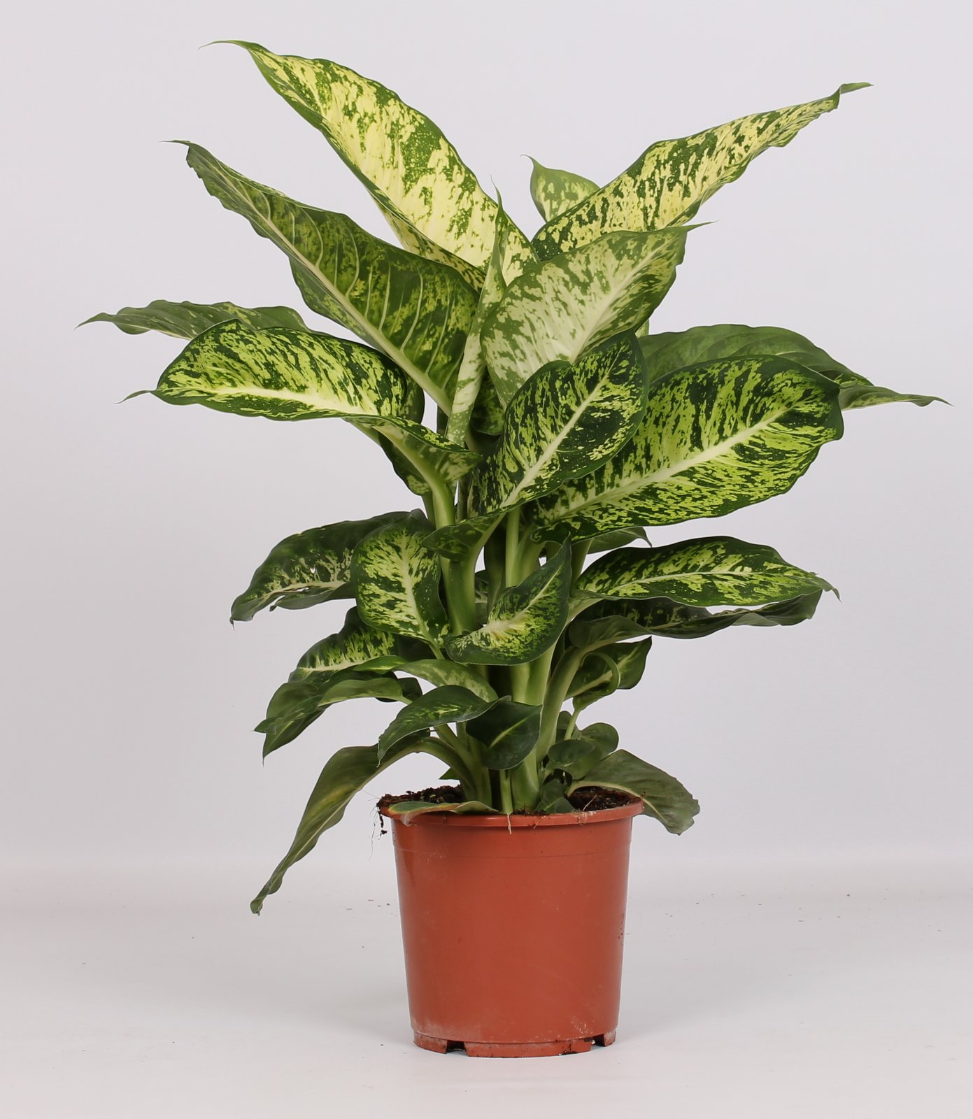 Picture of Dieffenbachia Mars P17 60CM