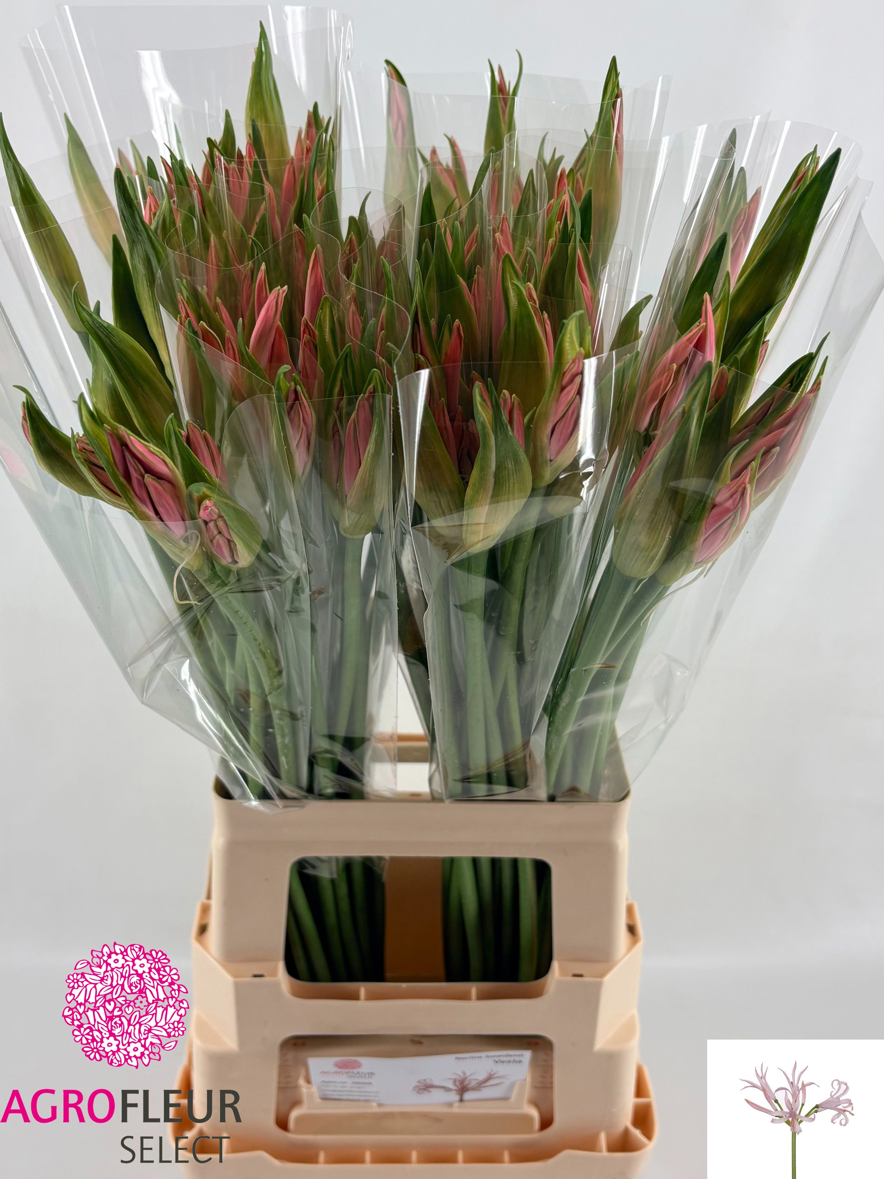 Nerine Vesta K 70cm