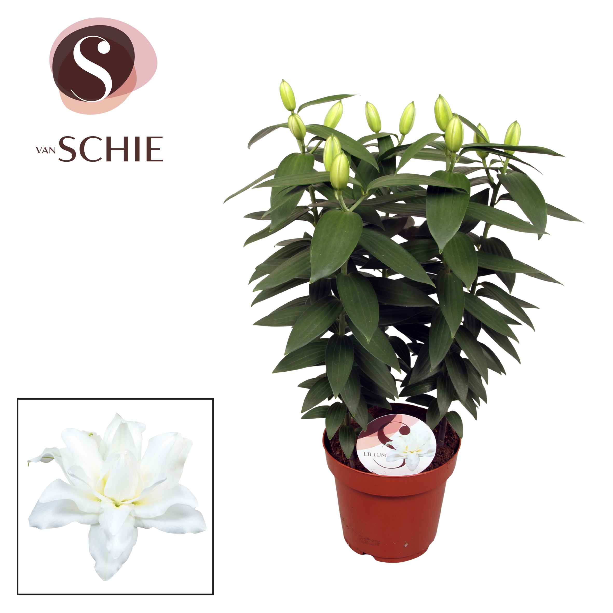 Oriental Double White P19