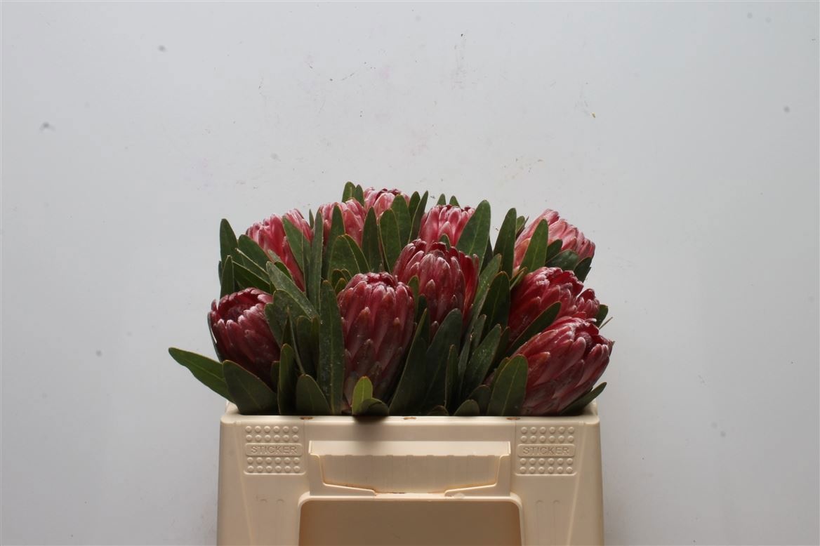 Protea Lancelot