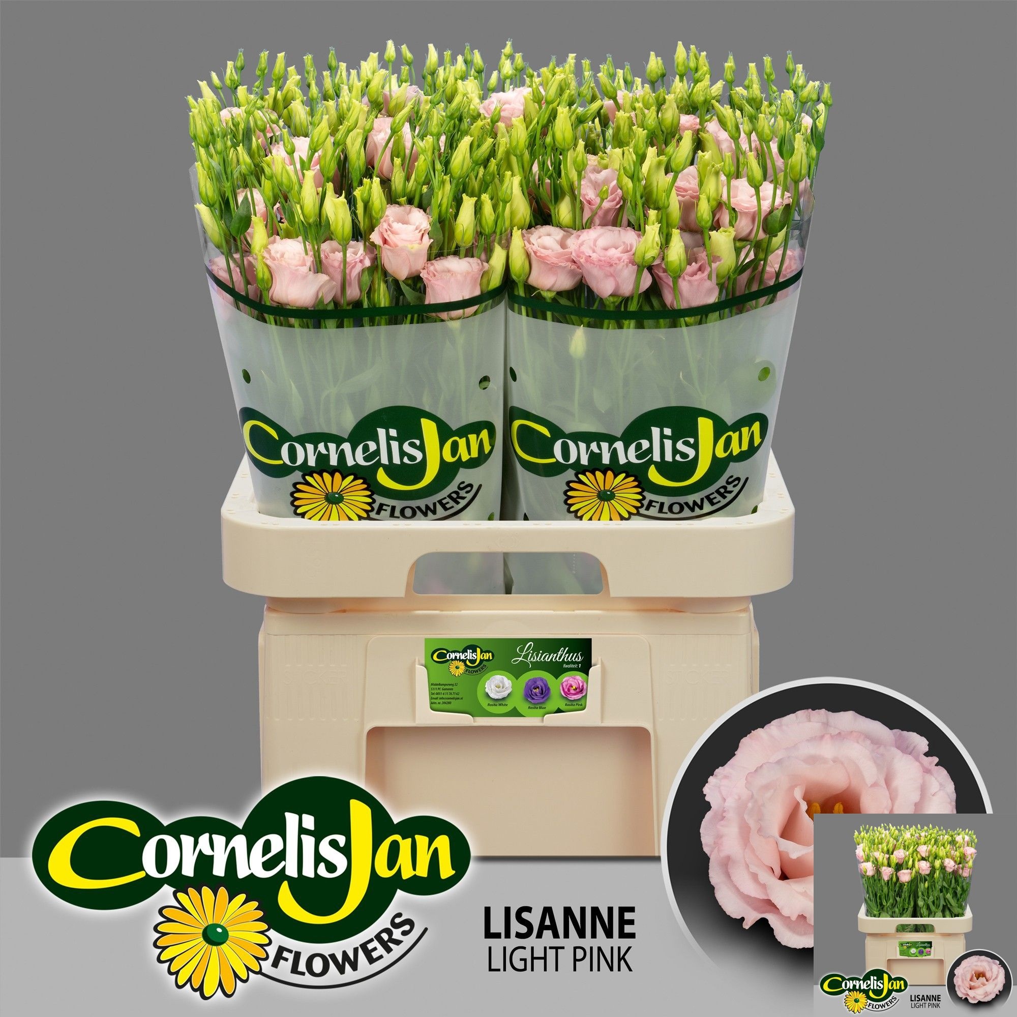 Eus G Lisanne L Pink