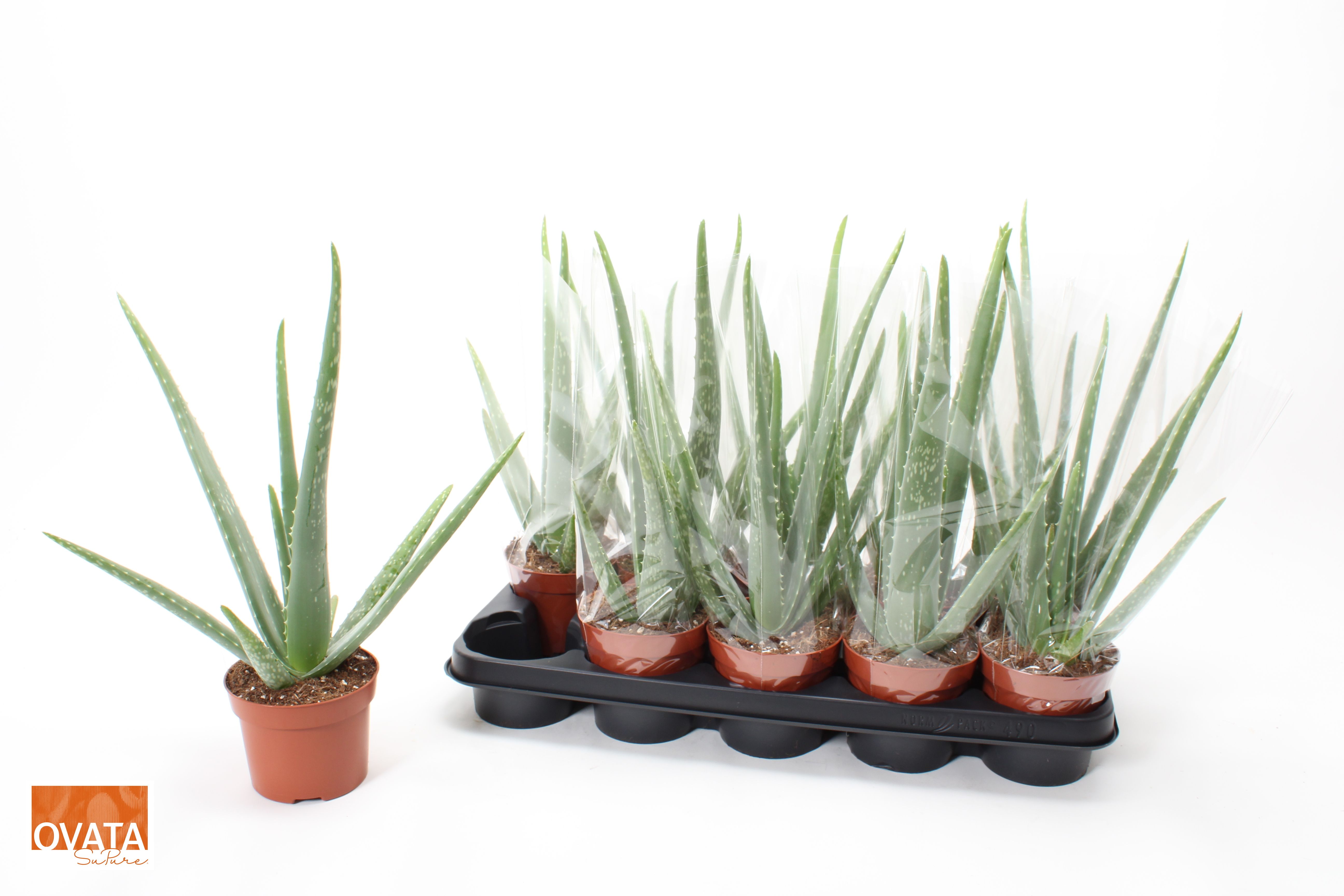 Picture of Aloe vera 12
