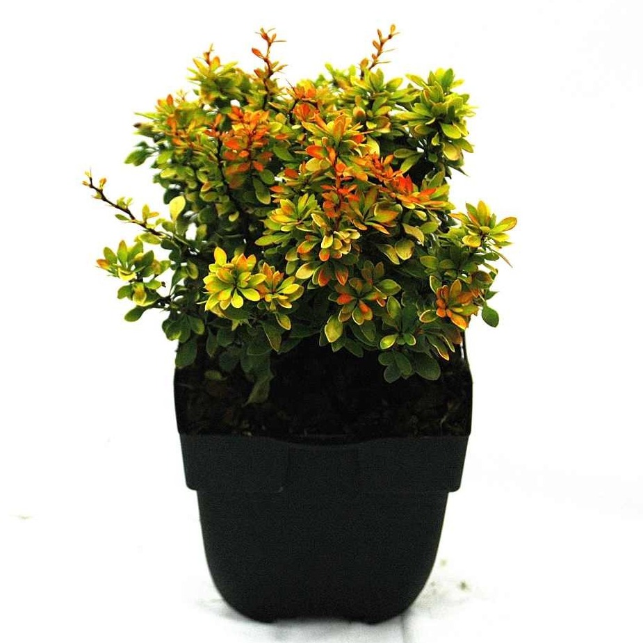 Picture of Berberis thunbergii 'Goldalita' P17