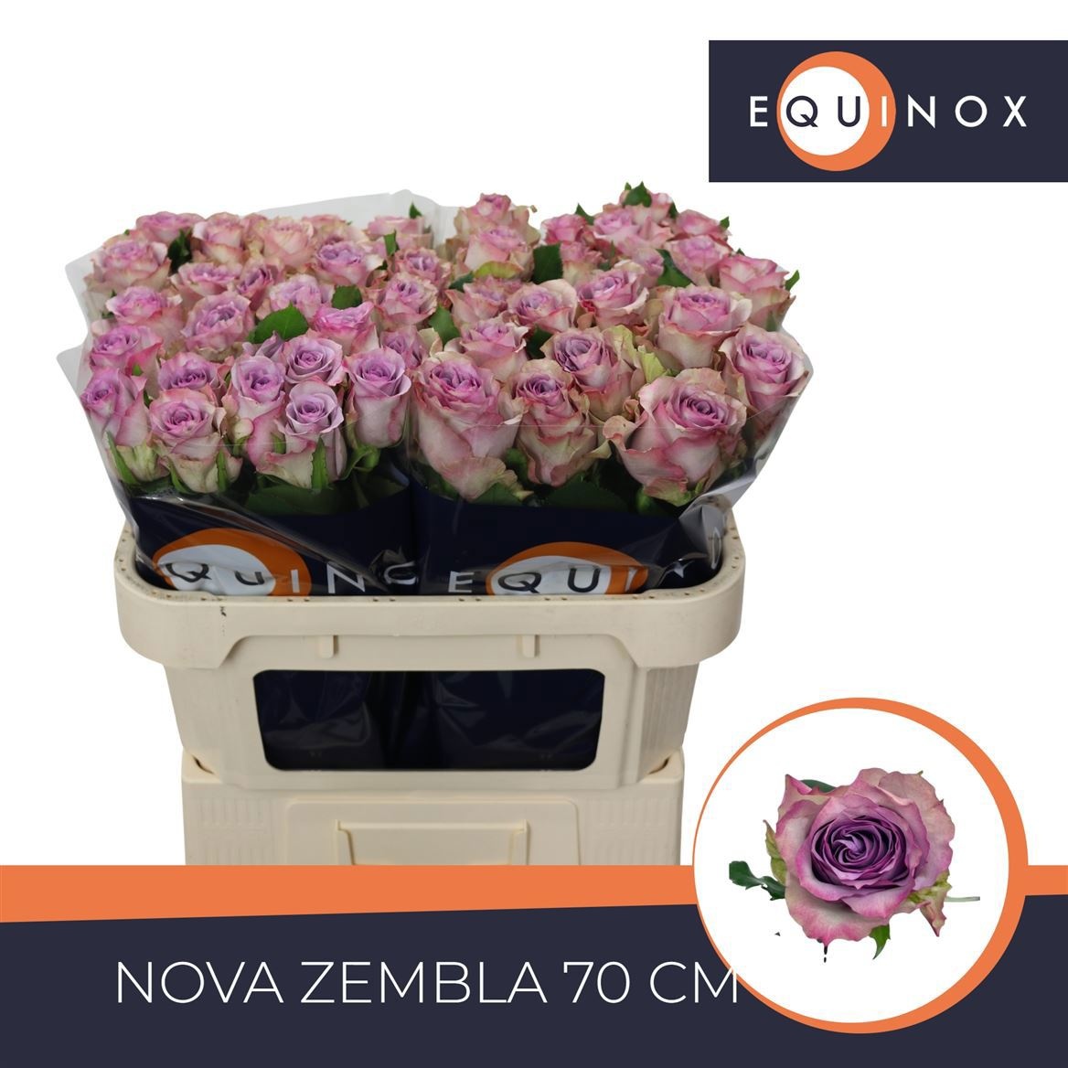 R Gr Nova Zembla+