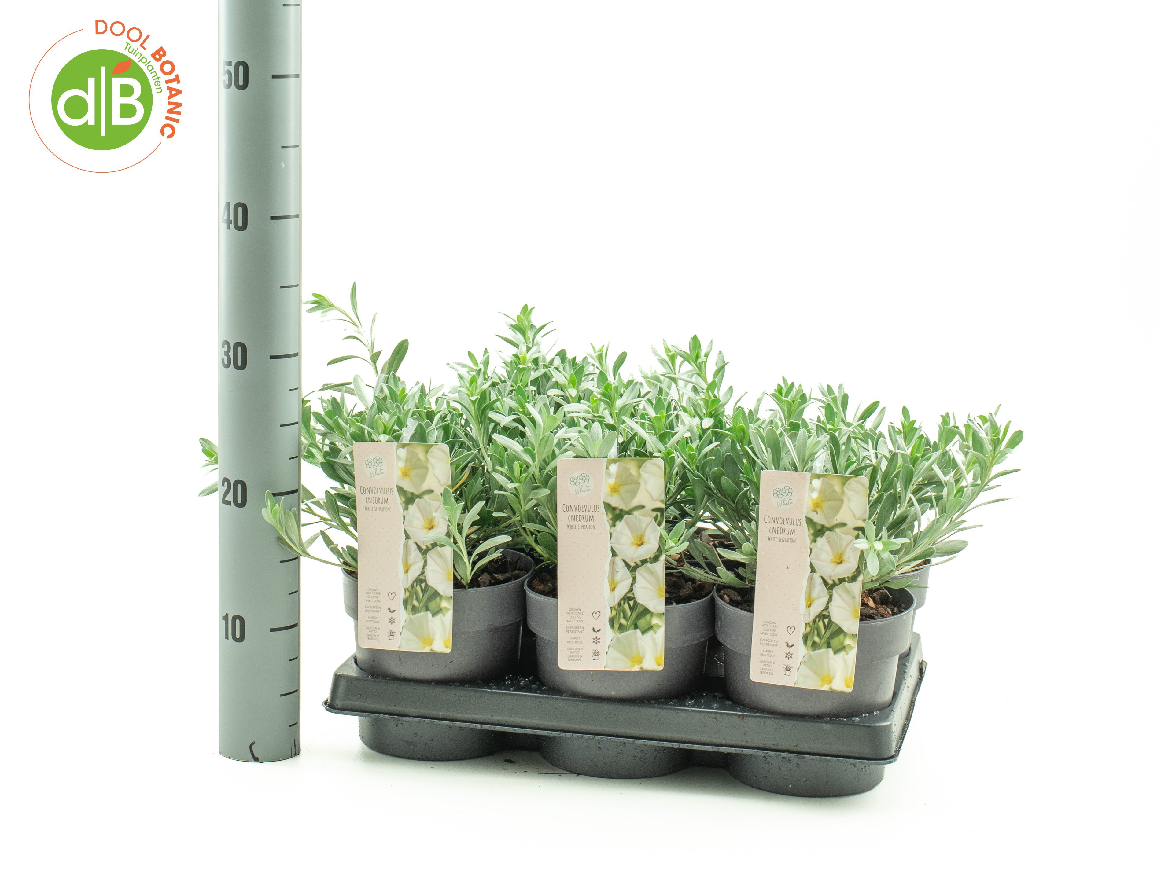 Convolvulus cneorum 'White Sensation'