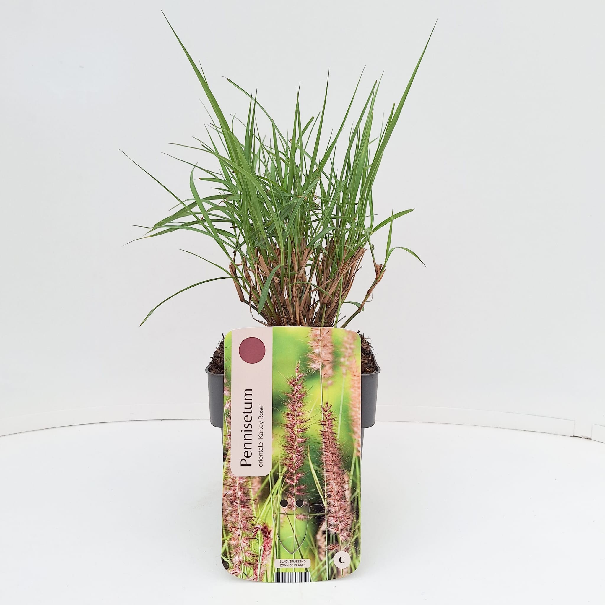 Pennisetum 'Karley Rose'