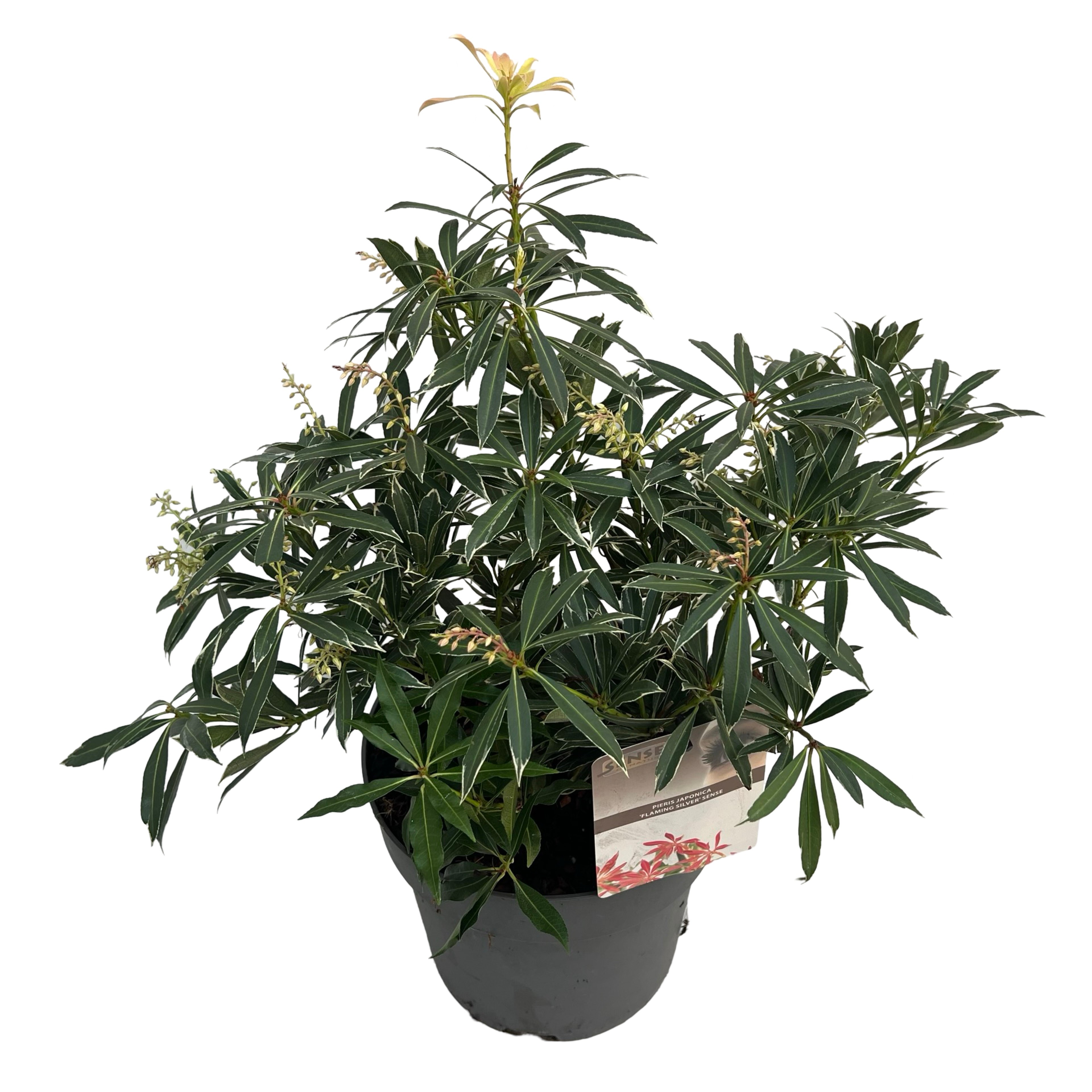 Picture of Pieris jap. Flaming Silver P23 (5 Ltr) (LOOSE)