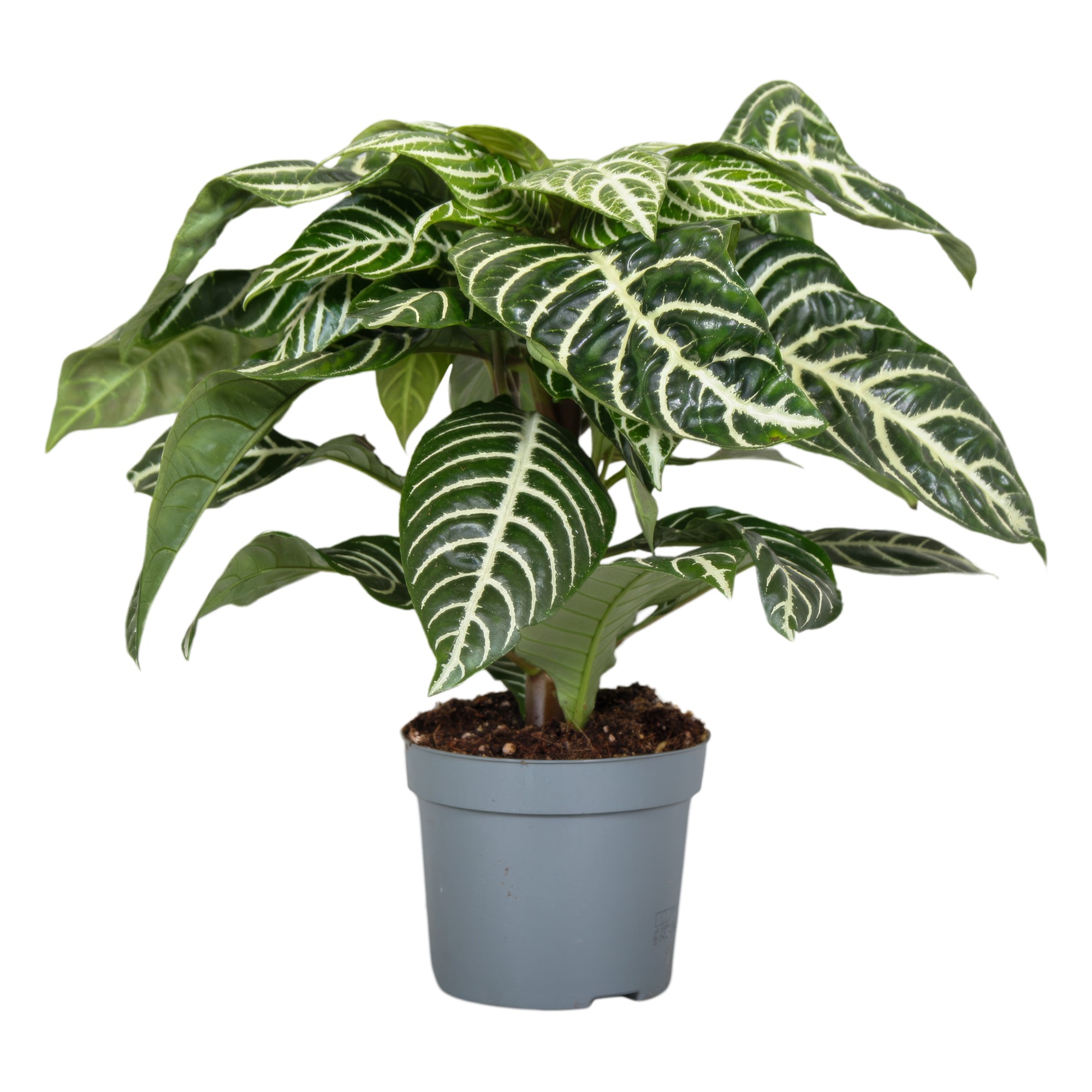 Picture of Aphelandra Green Botanica P13 35CM