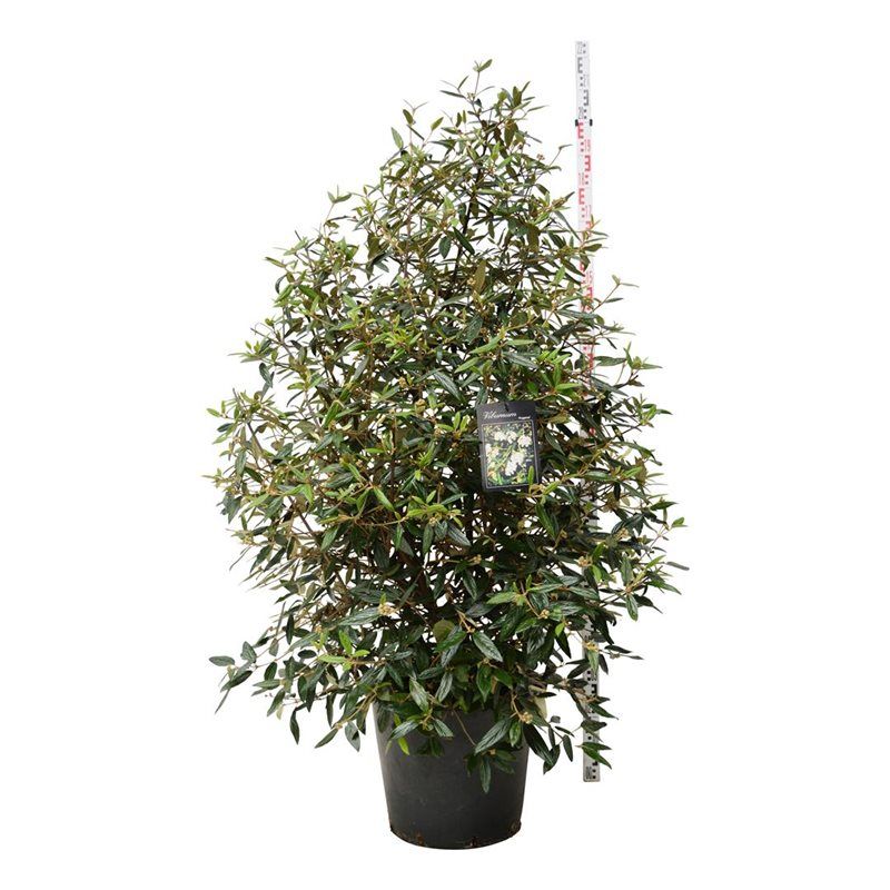 Viburnum 'Pragense'