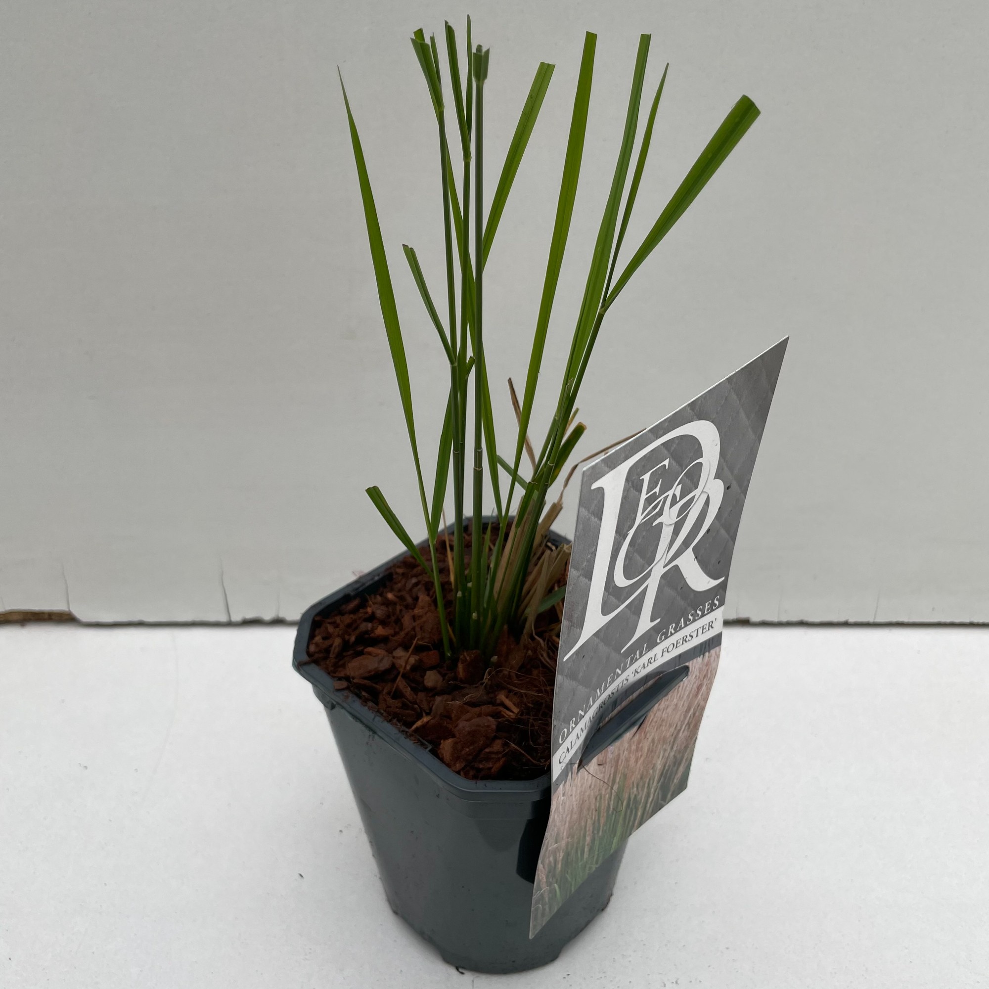 Picture of Calamagrostis Karl Foester P13-SQUARE