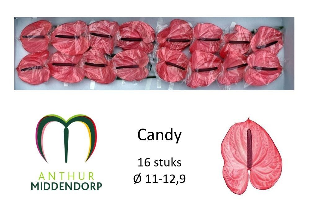 Anth A Candy