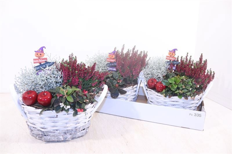 Arr Tuinplanten 22P 27cm