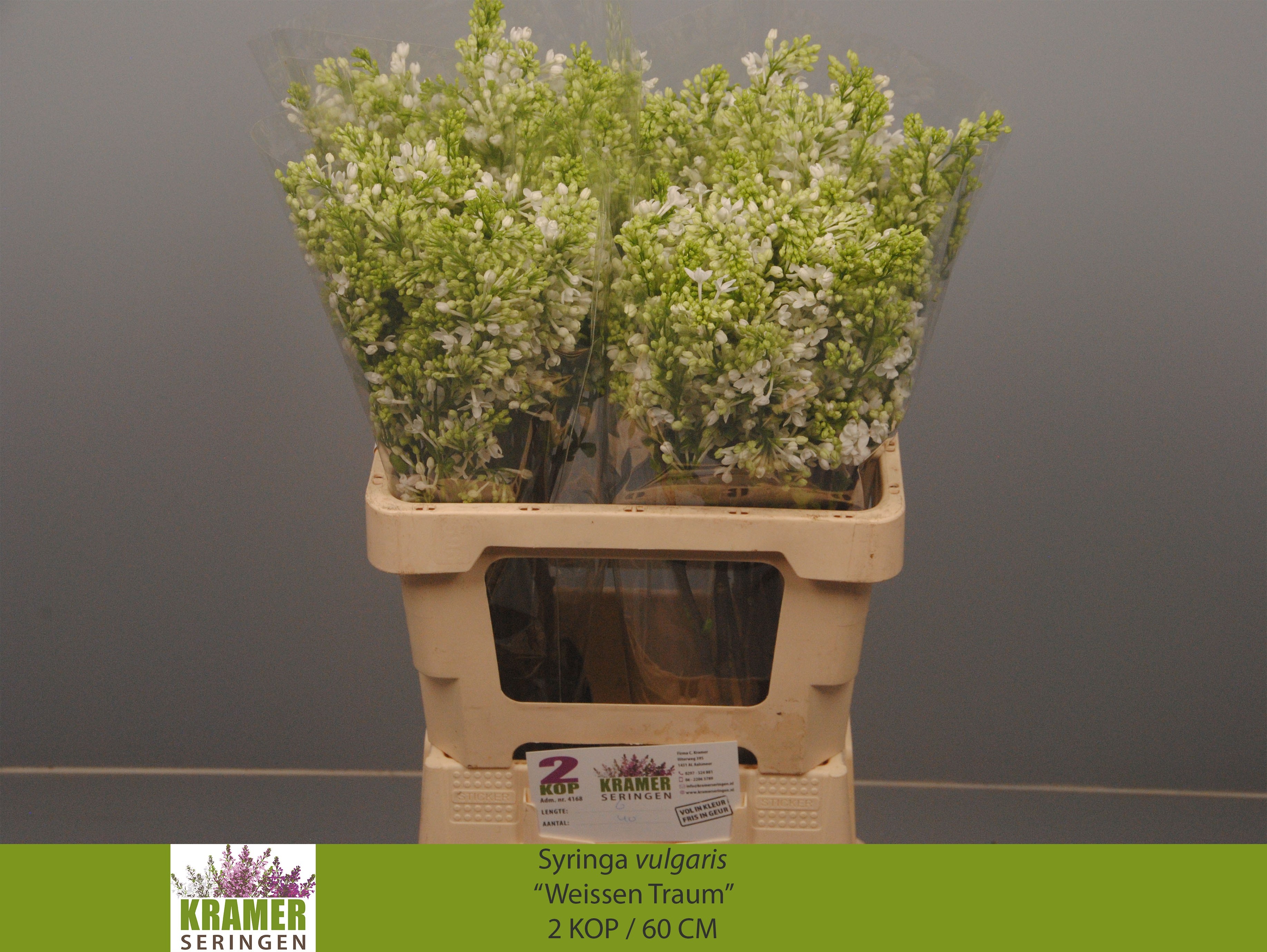 Syringa Engler Weiss 60cm 2