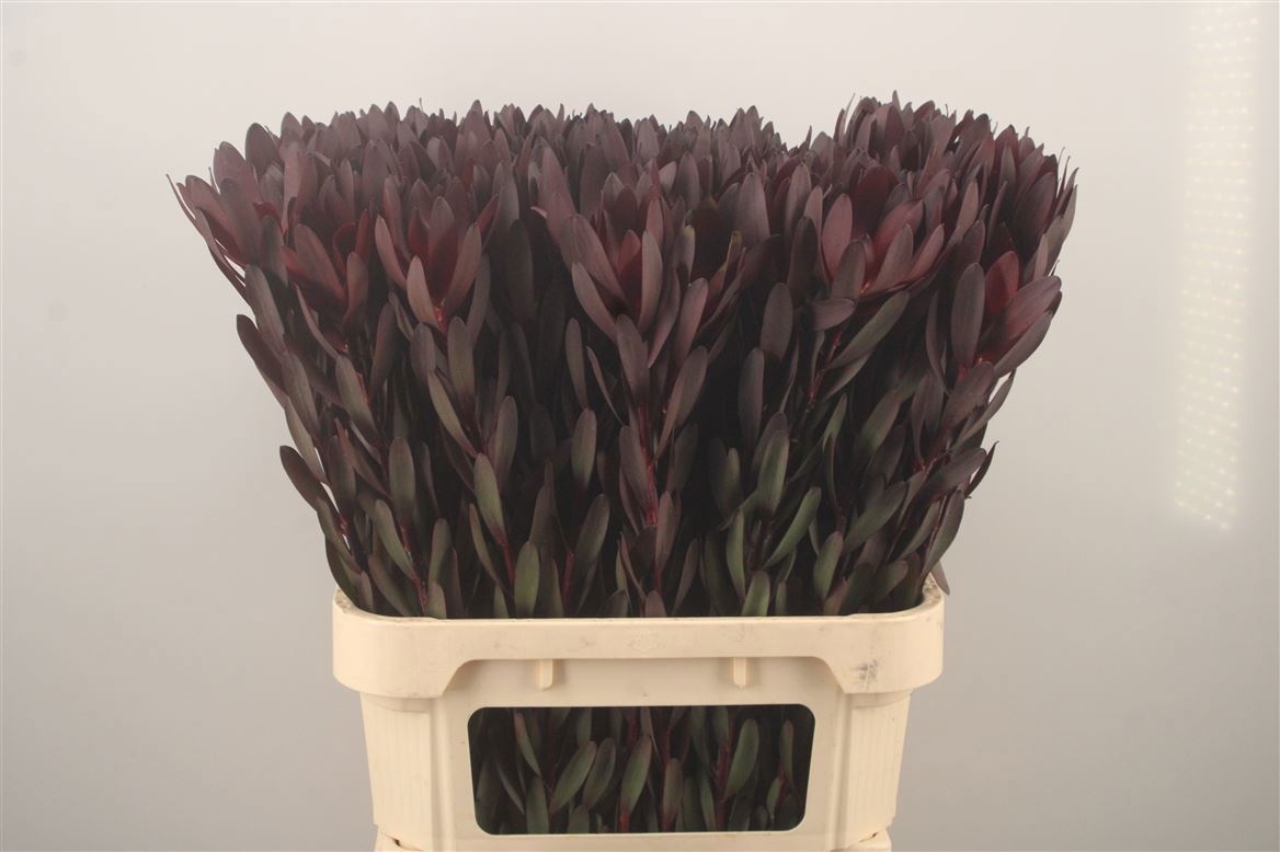 Leucadendron Safari Sunset 80cm