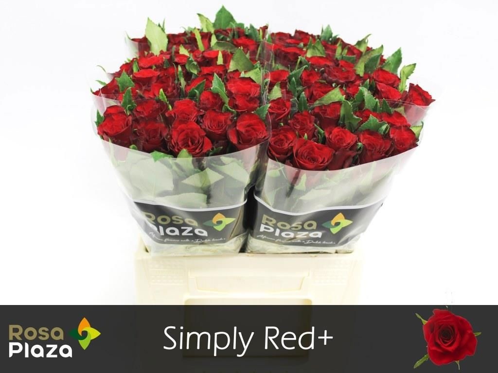 R Gr Simply Red+