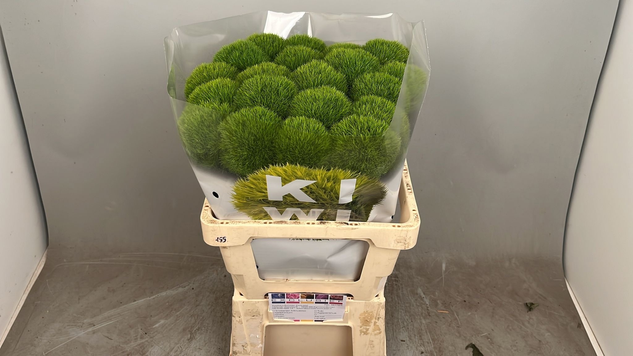 Dianthus Barb Kiwi Cool 60cm
