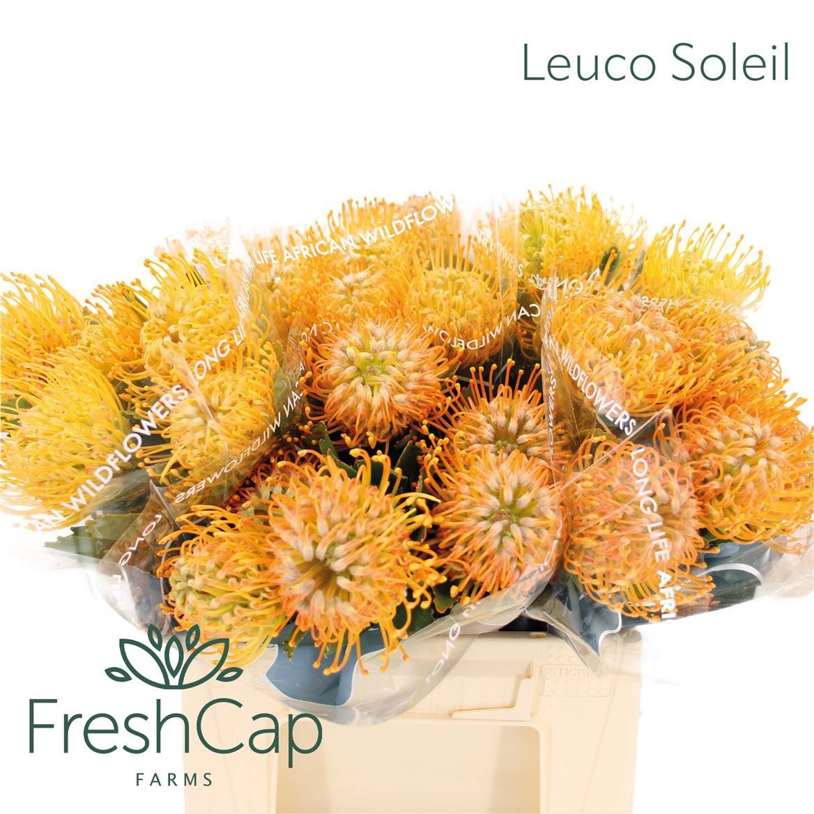 Leuco Soleil