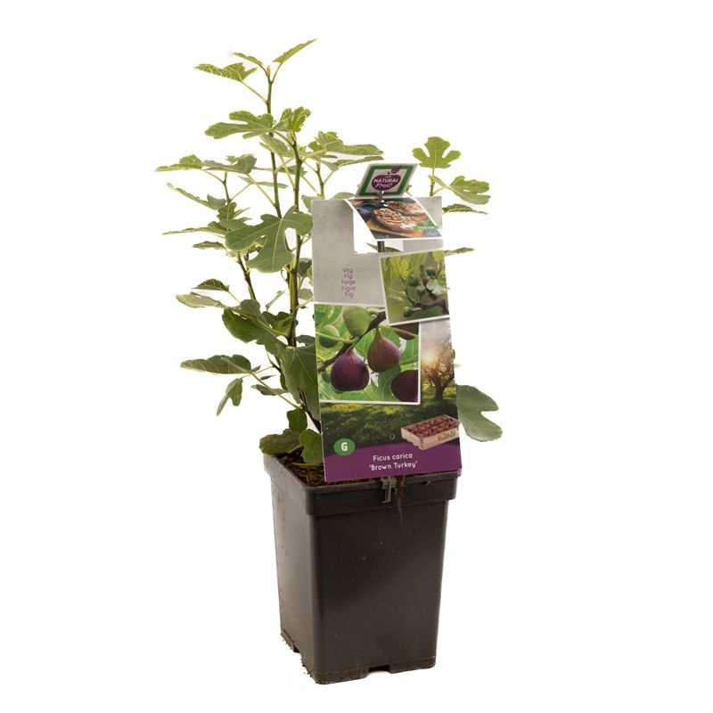 Ficus carica 'Brown Turkey'