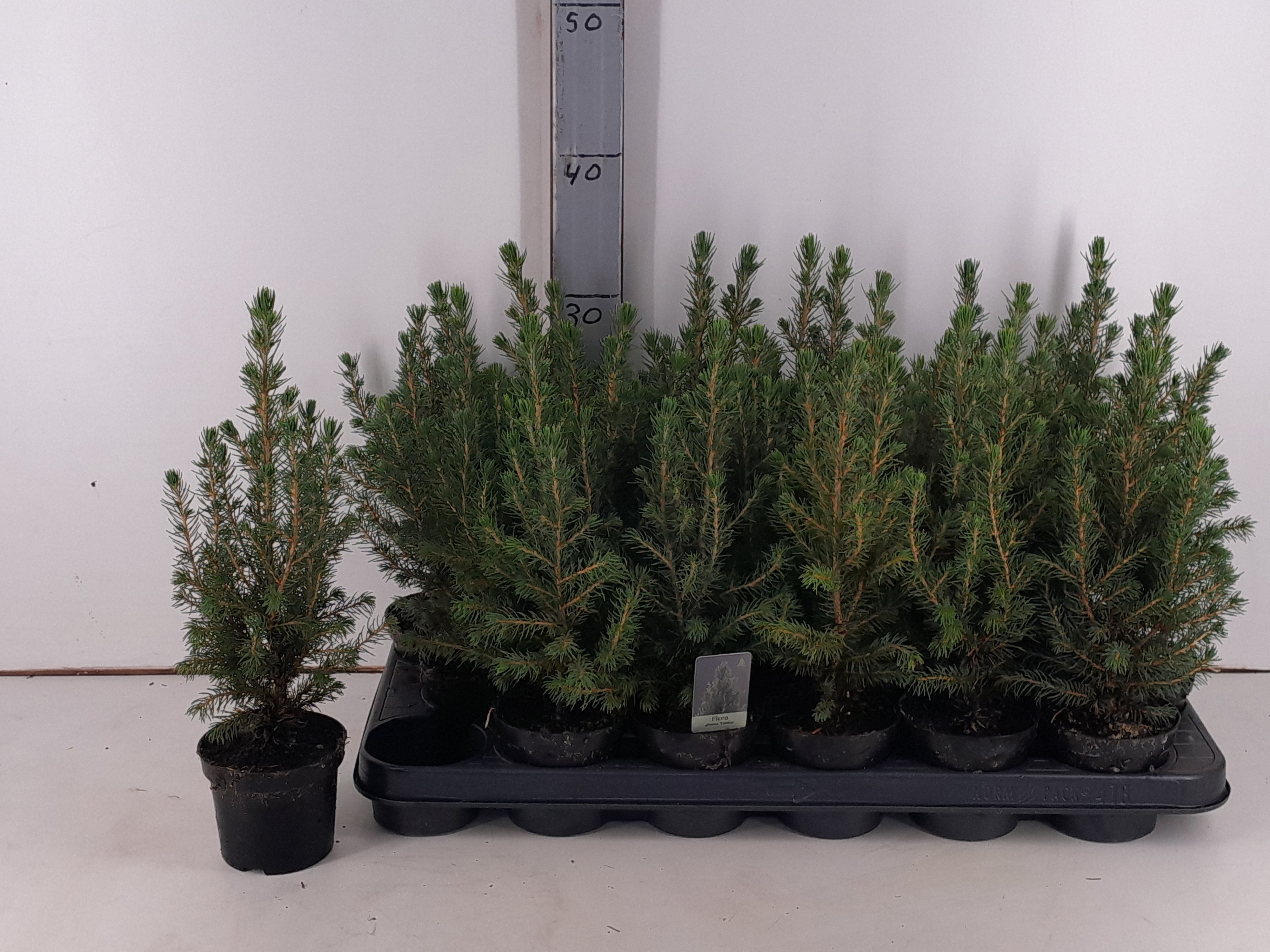 Picea glauca 'Conica' PICEA GL CONICA | OZ Planten