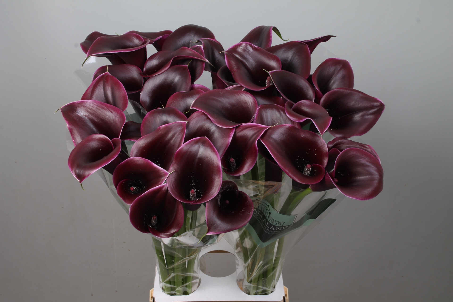 Calla Cantor 80cm