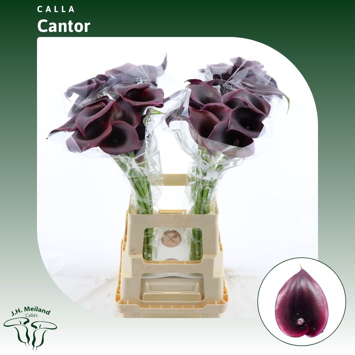 Calla Cantor 65cm