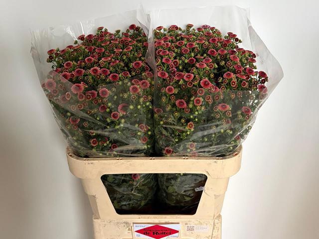 Chrysant Santini Calim Bronze