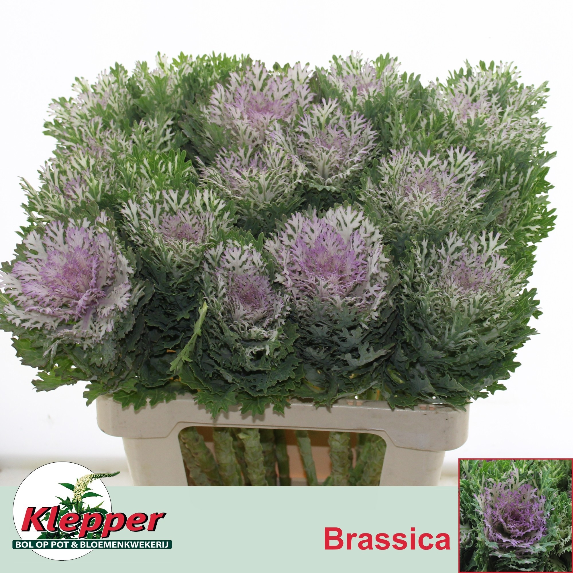 Brassica Crane King 60cm