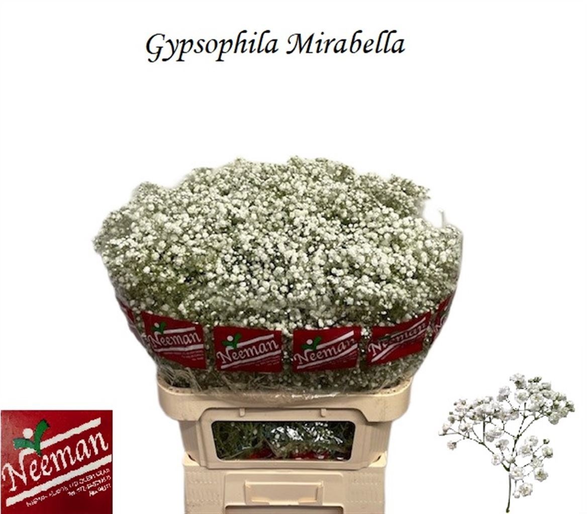Gypsophila Mirabella 80cm 44gram