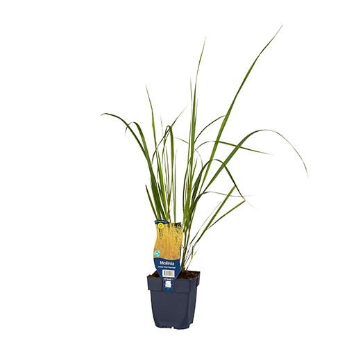 Molinia arundinacea 'Karl Foerster'