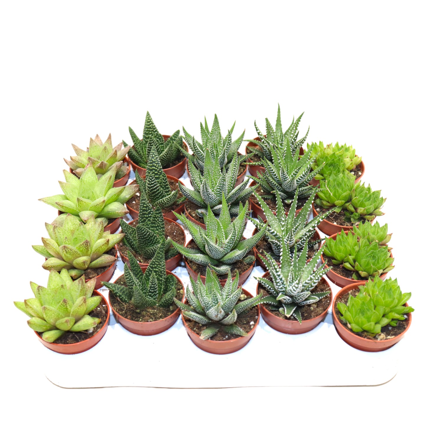 Picture of Haworthia Mix P5.5 14CM