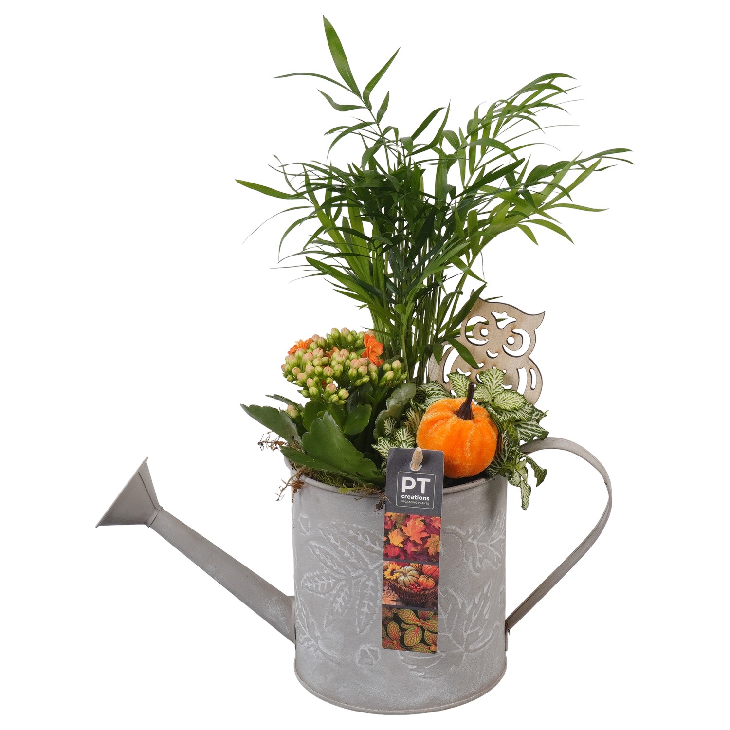 Picture of Arrangement Autumn Indoor in metal watercan PTHI7197 P13 38CM