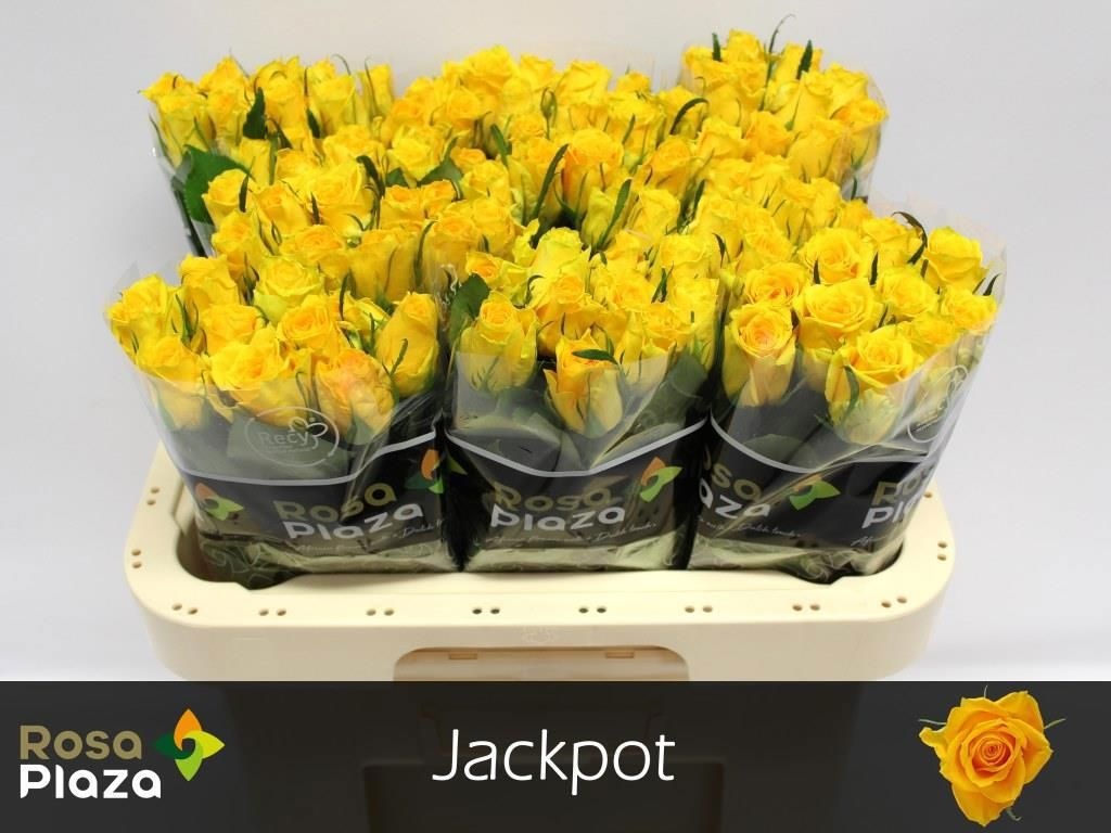 R Gr Jackpot+