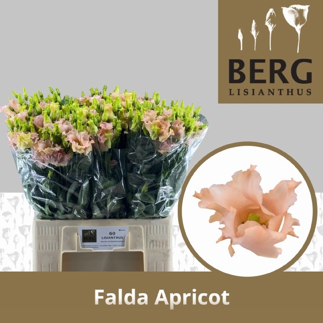 Lisianthus Single Falda Apricot 60cm