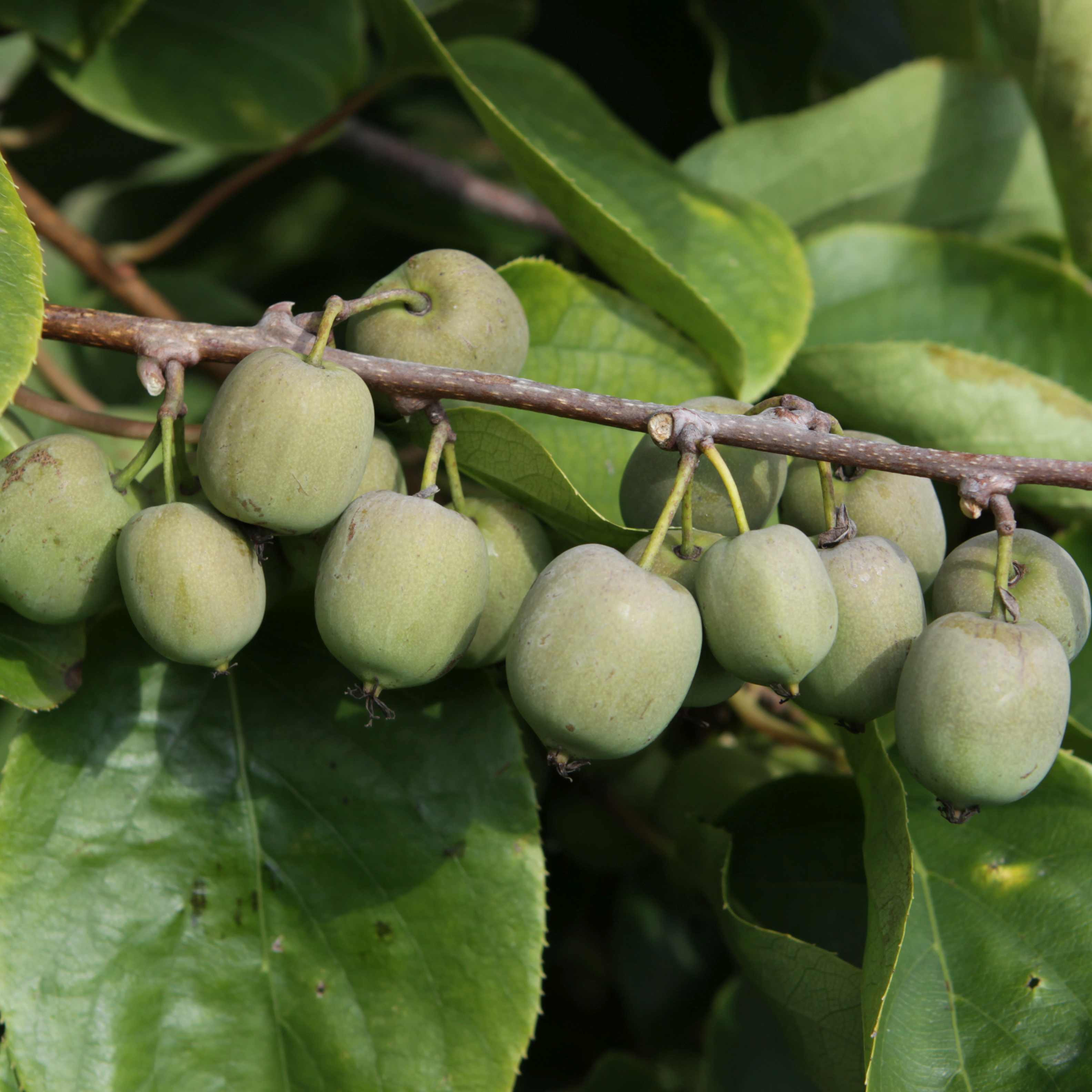 Actinidia arguta 'Fresh Jumbo'