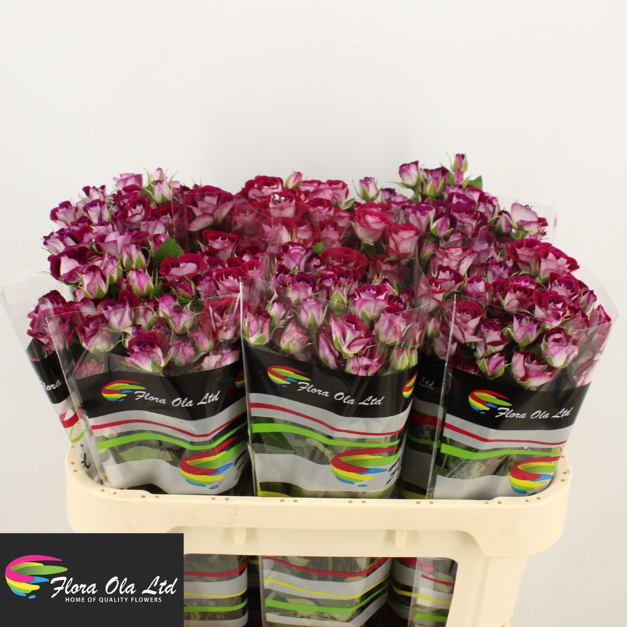 R Tr Space Blossoms 70cm