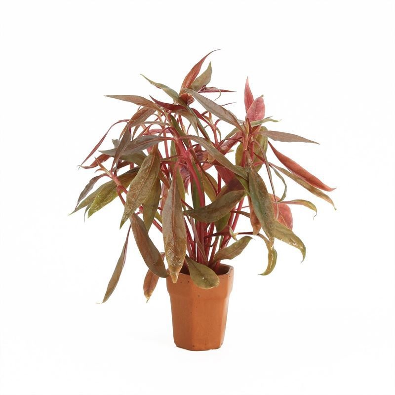 Alternanthera rosaefolia