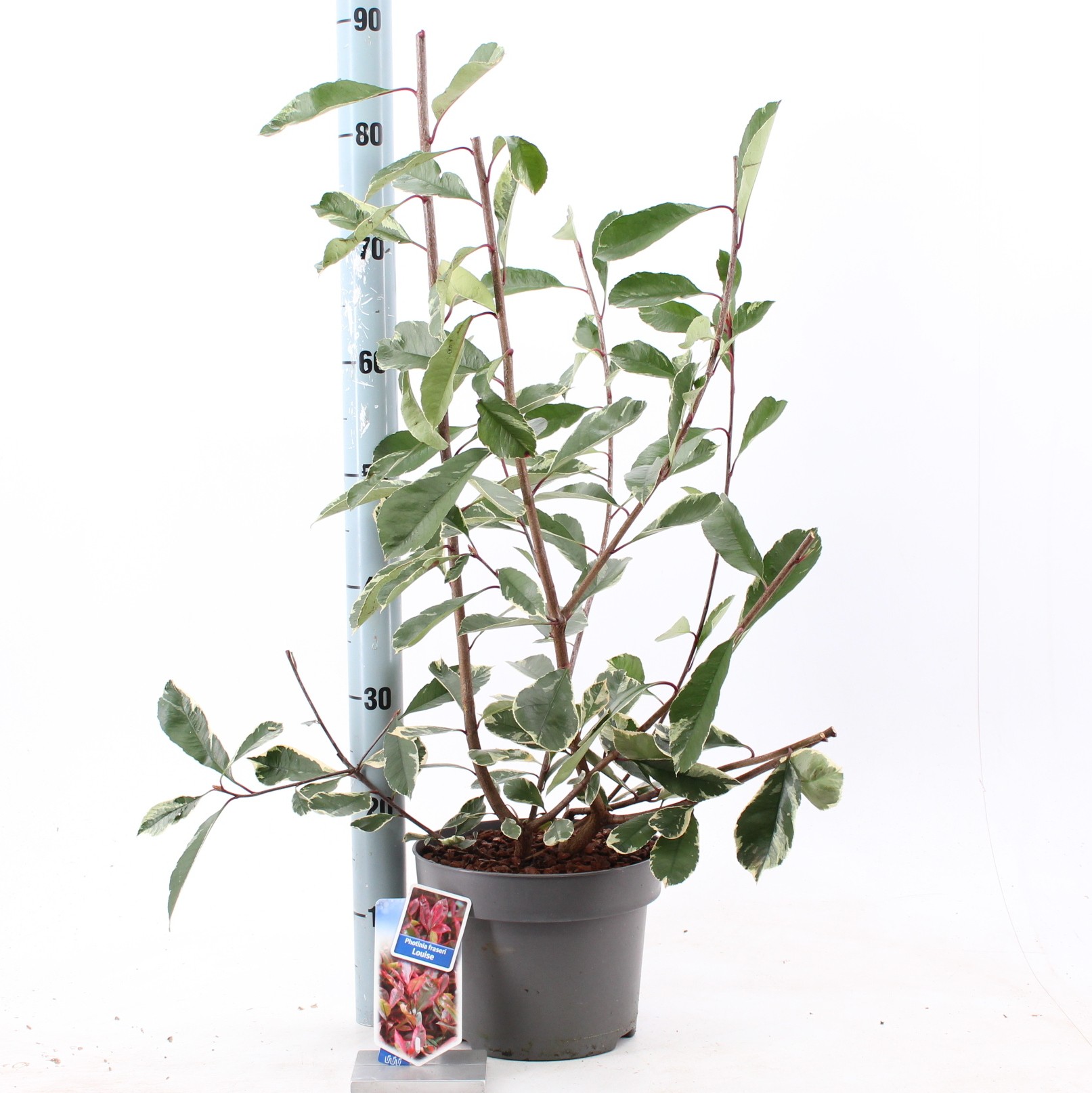 Picture of Photinia fraseri Louise ('McLarlou'PBR)