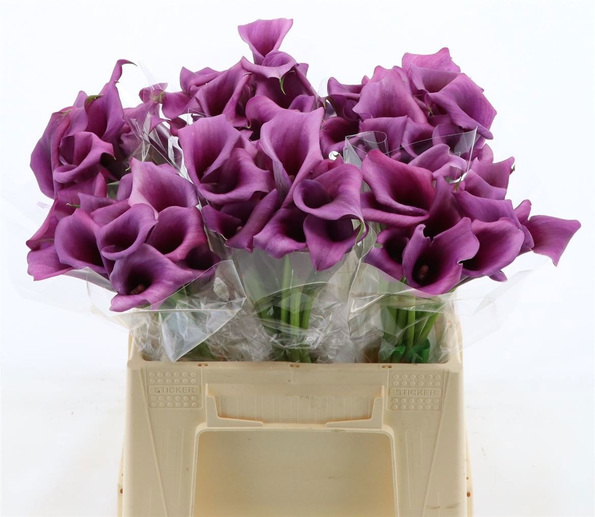 Calla Durban 40cm