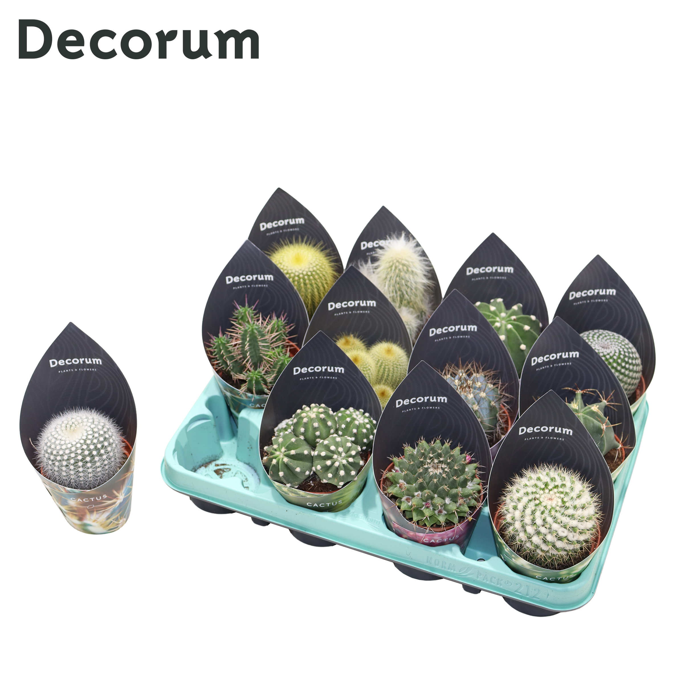 Picture of Cactus 12 varieties (Decorum) P8 18cm