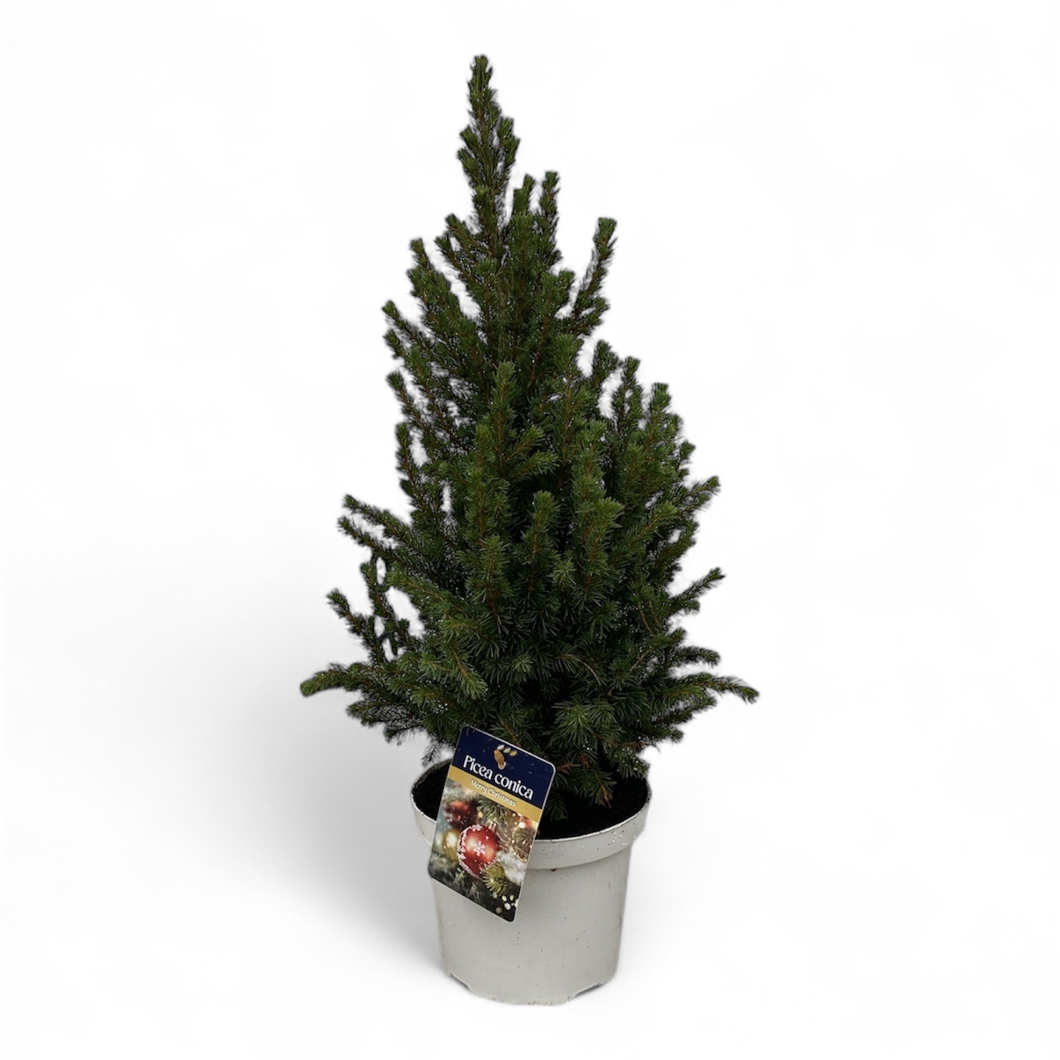 Picea gl. 'Conica' Wit ( )