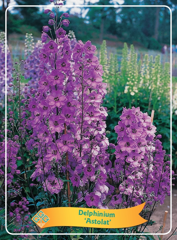 Picture of Delphinium mix 6x10 srt. per shelve P11