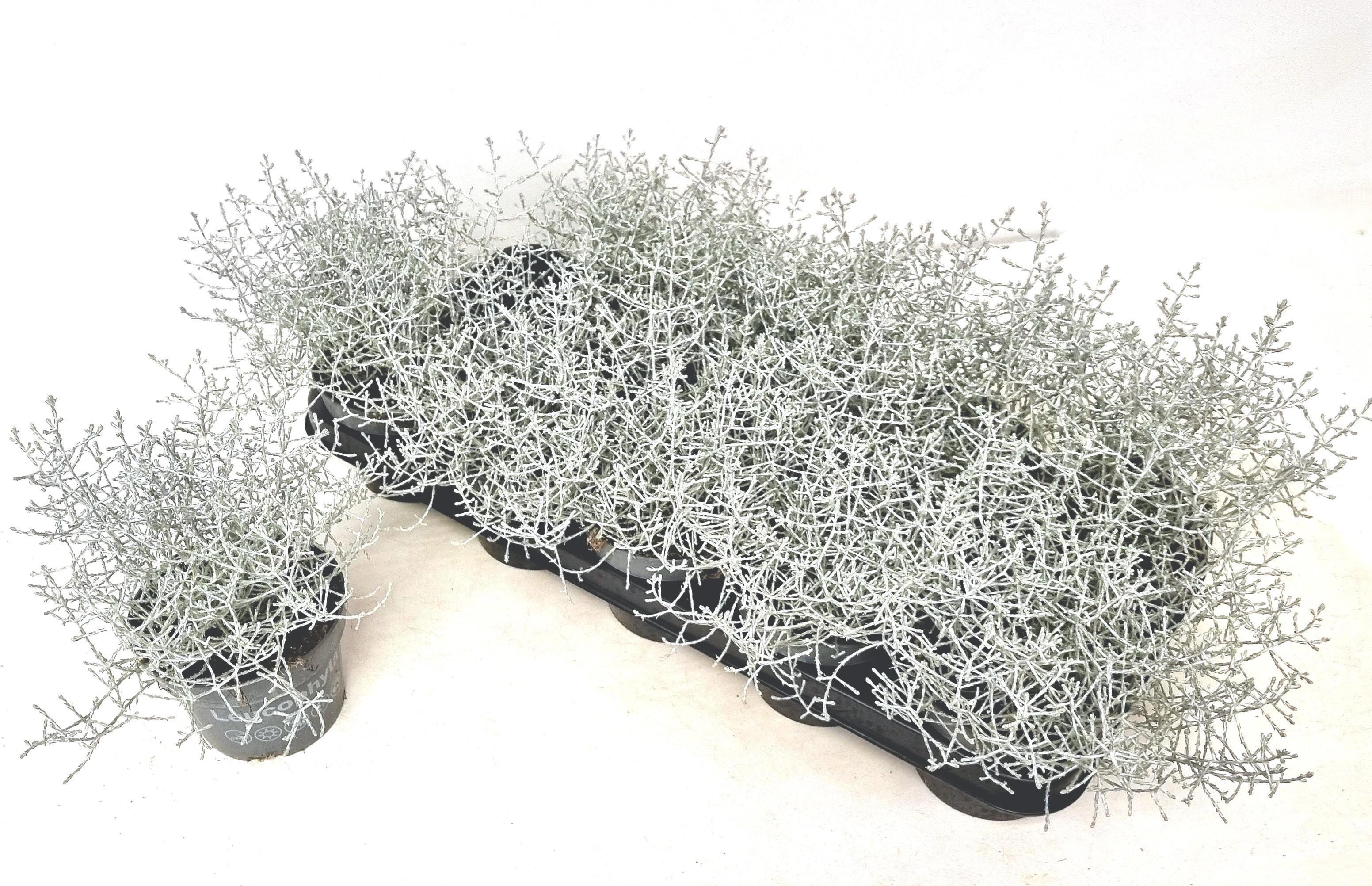 Leucoph Silvercalos 12P 18H