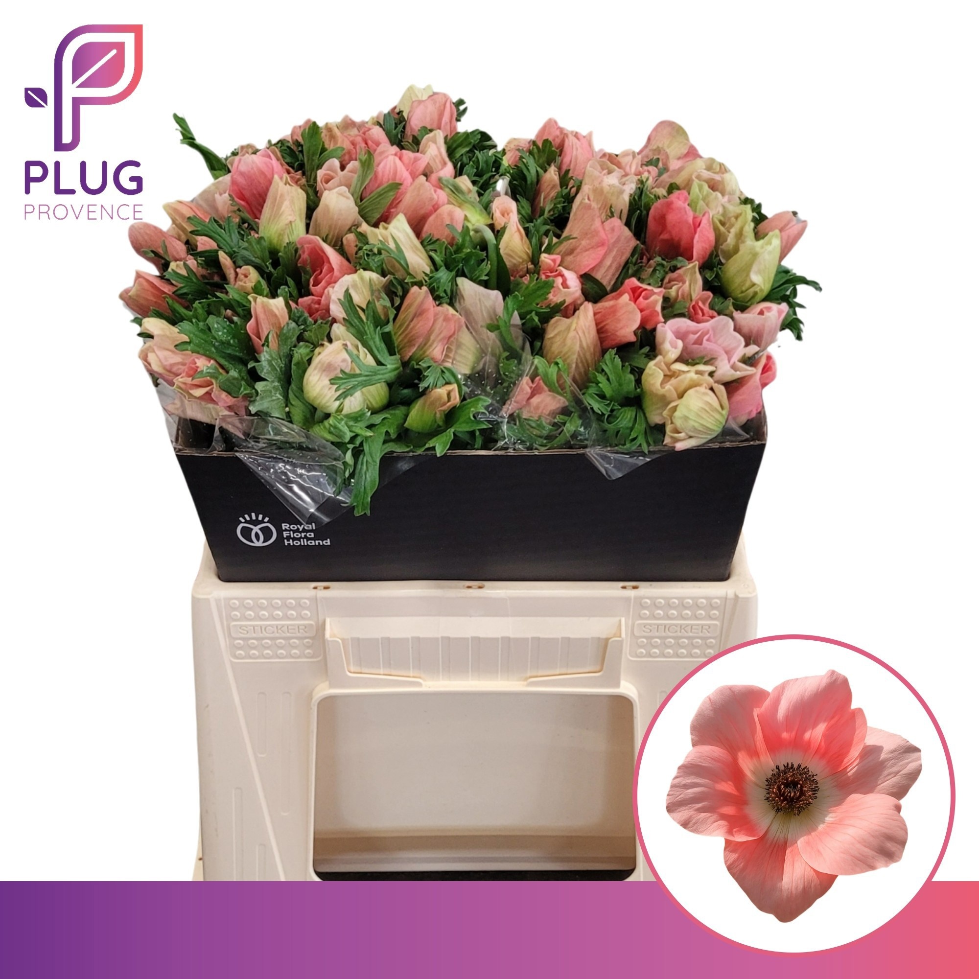 Anemone Marianne Pink 40cm