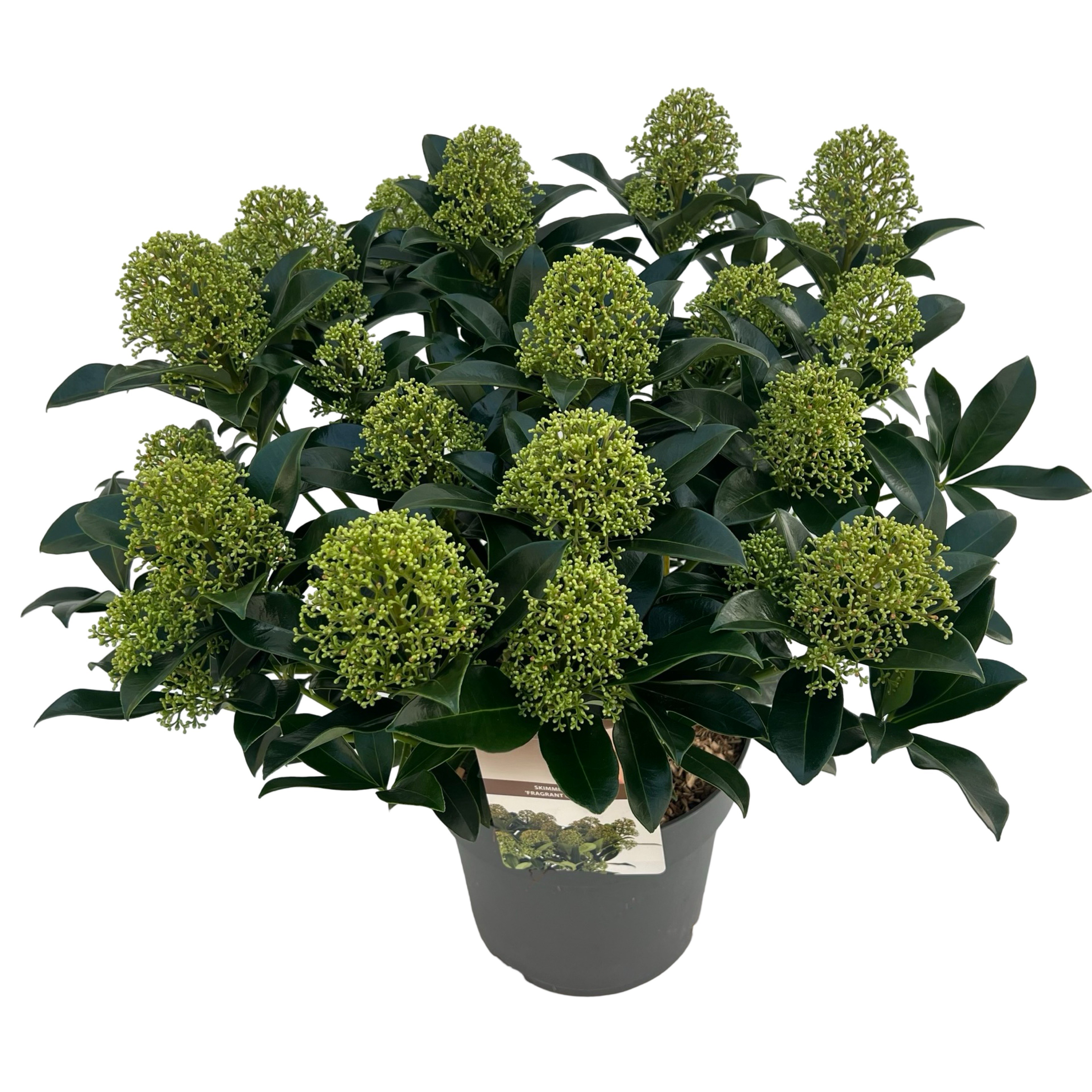 Picture of Skimmia jap. Fragans Cloud sense P23 (5 Ltr)