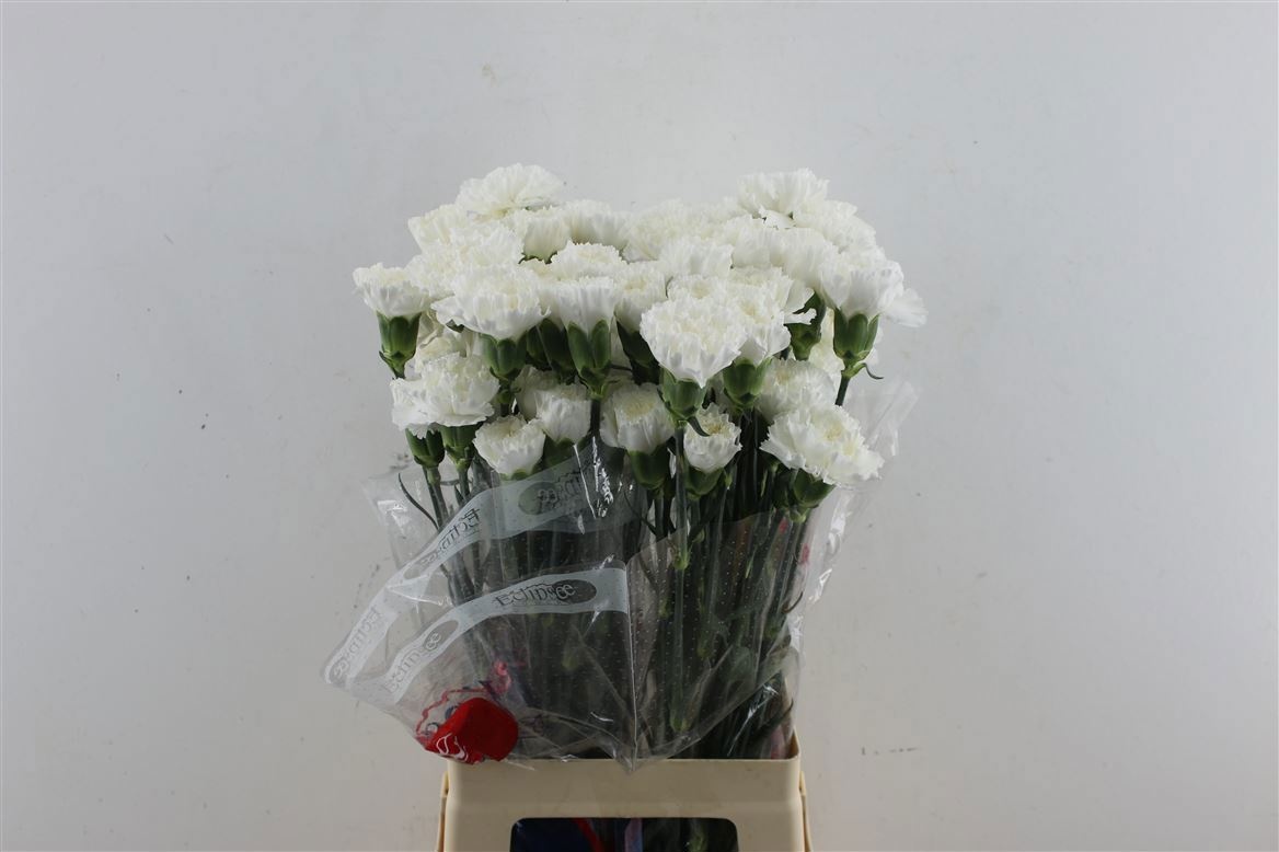 Dianthus St 60cm