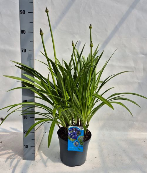 Agapanthus Septemberhemel (late bloei) p23 Weet